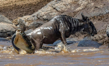10-Days-Serengeti-Wildebeest-Migration.-Safari