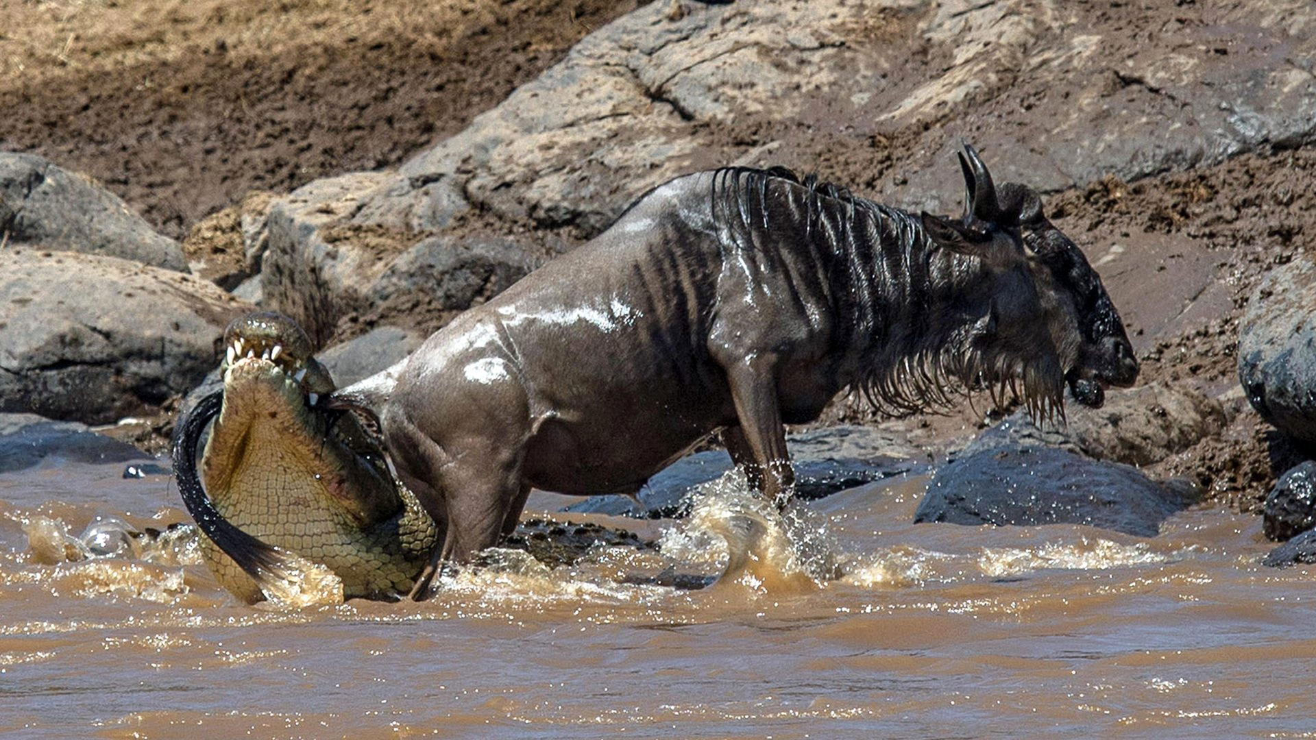 10-Days-Serengeti-Wildebeest-Migration.-Safari