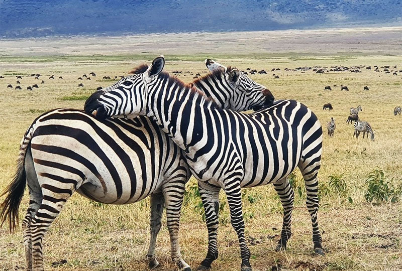 10-Days-Serengeti-Wildebeest-Migration.-Safari