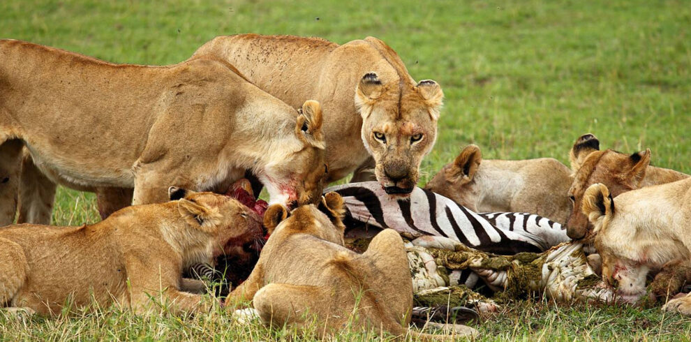 2 Days Camping Safari Tanzania | Tarangire and Ngorongoro Crater