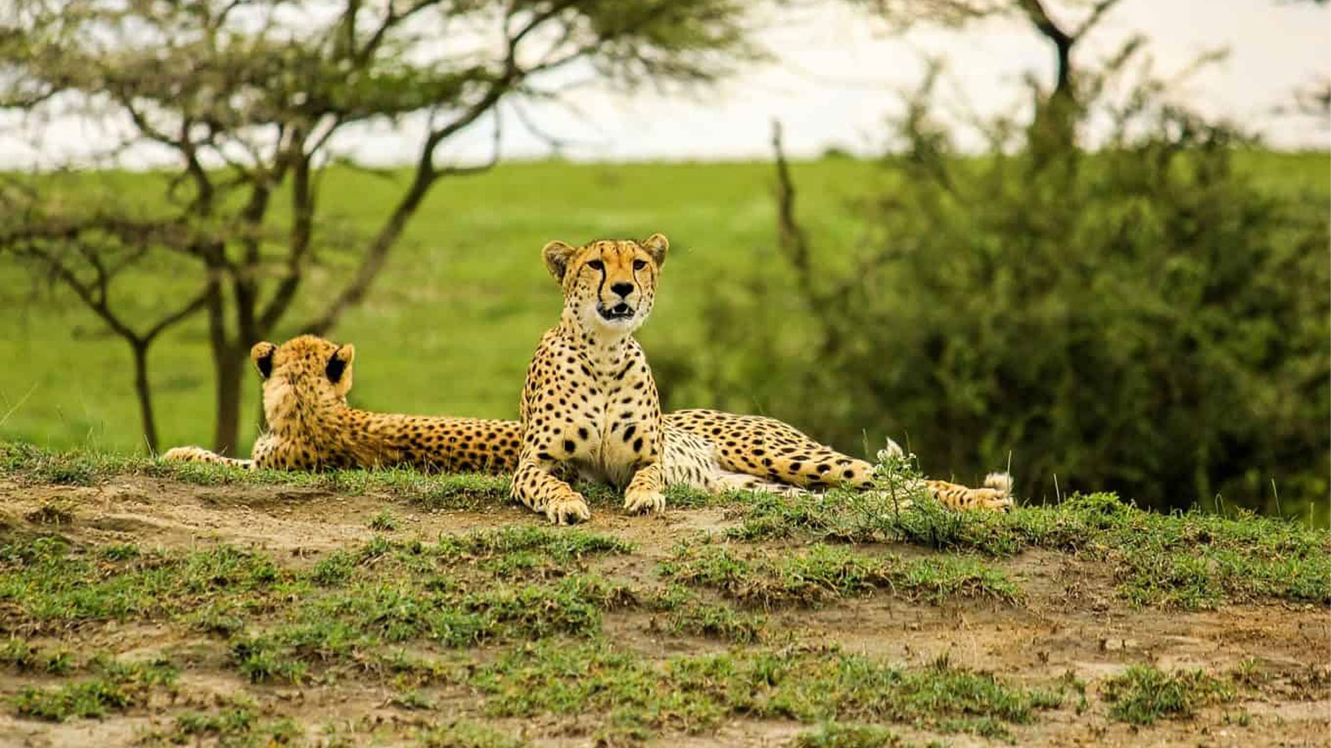 3-Day-Mid-Range-Safari-.