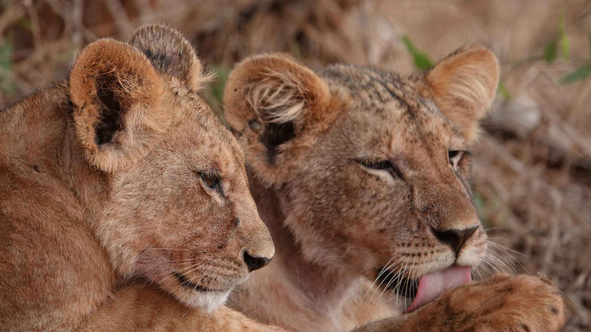 4-Day Mid-Range Wilderness Safari