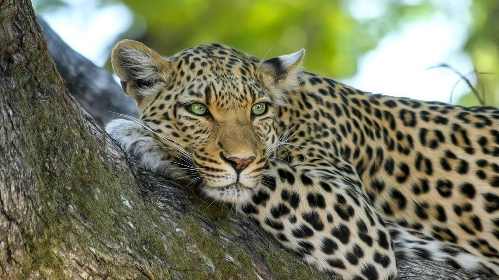 4 Days Tanzania Camping Safari