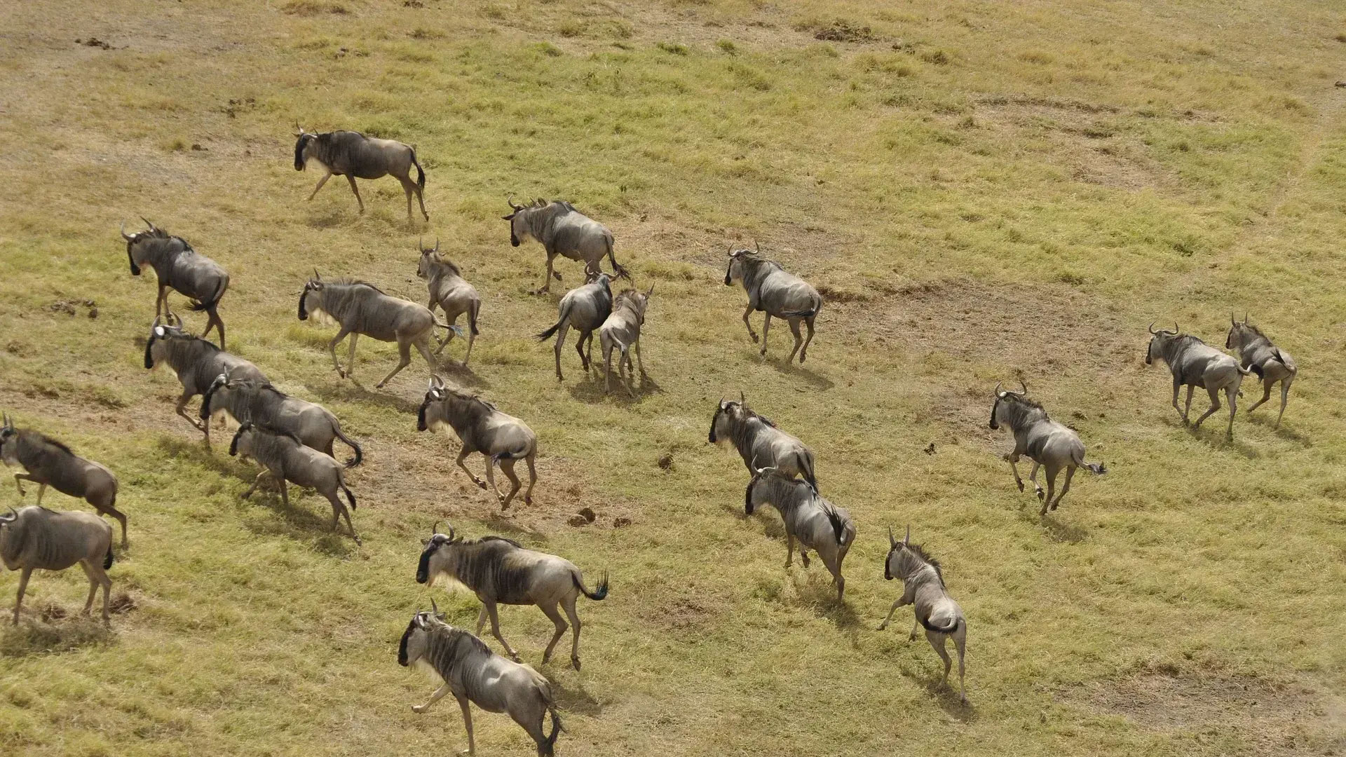 4-Days-Tanzania-Lodge-Safari..
