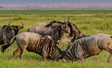 4 Days Tanzania Wildebeest Migration(Calving Season)