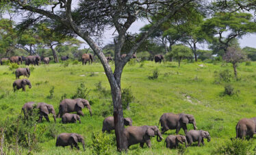 5 Days Serengeti Ngorongoro, Tarangire and Lake Natron