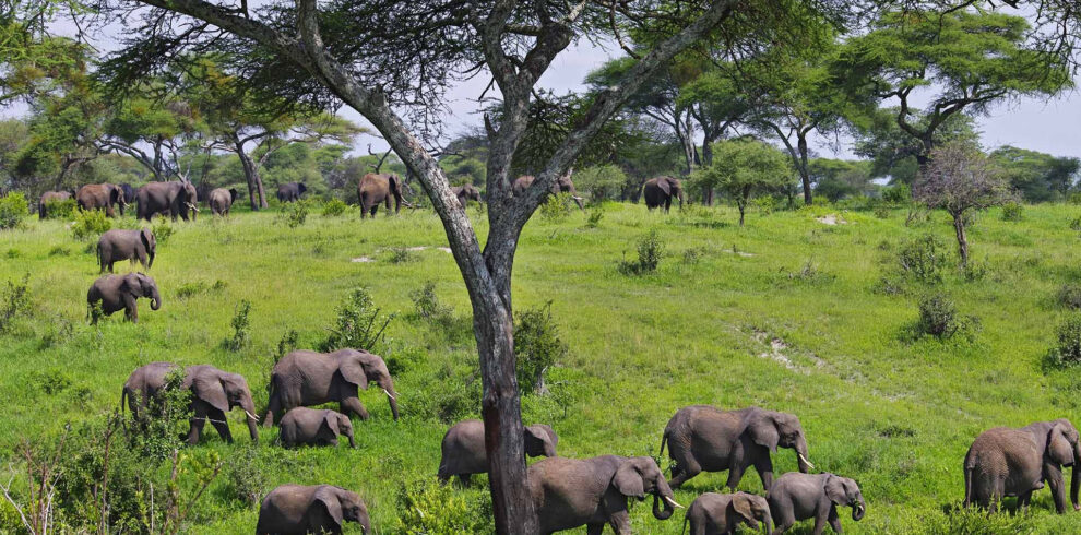 5 Days Serengeti Ngorongoro, Tarangire and Lake Natron