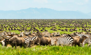 5-Days-Serengeti-Wildebeest-Migration