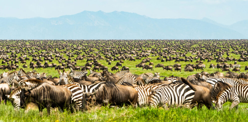 5-Days-Serengeti-Wildebeest-Migration