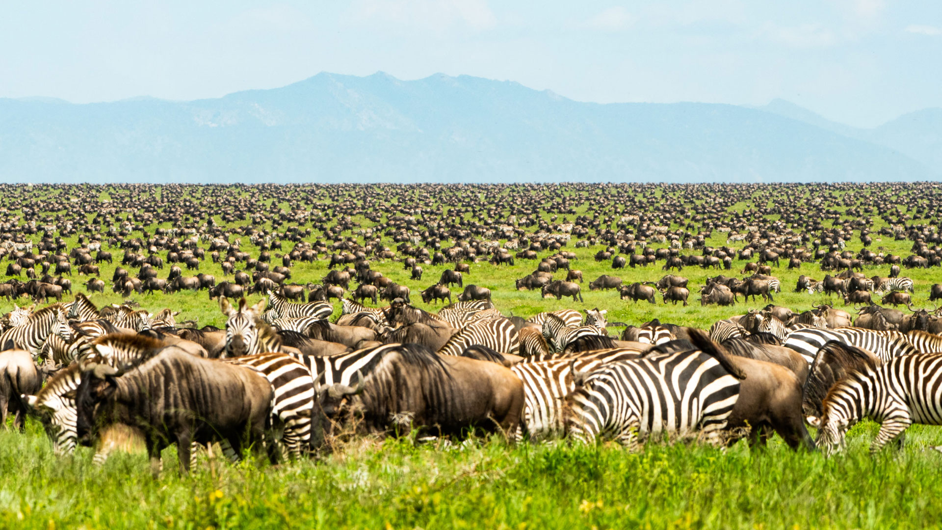 5-Days-Serengeti-Wildebeest-Migration