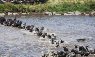 5 Days Serengeti Wildebeest Migration