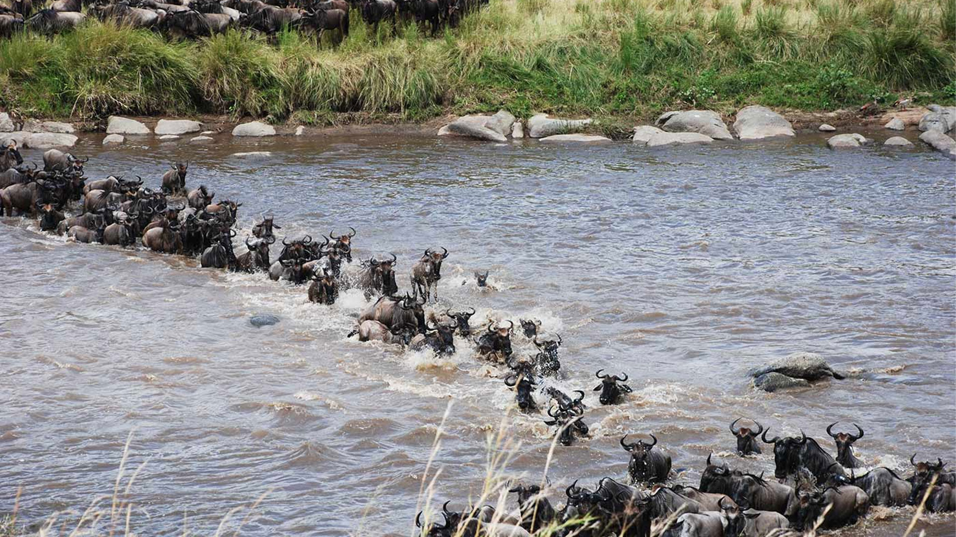 5 Days Serengeti Wildebeest Migration