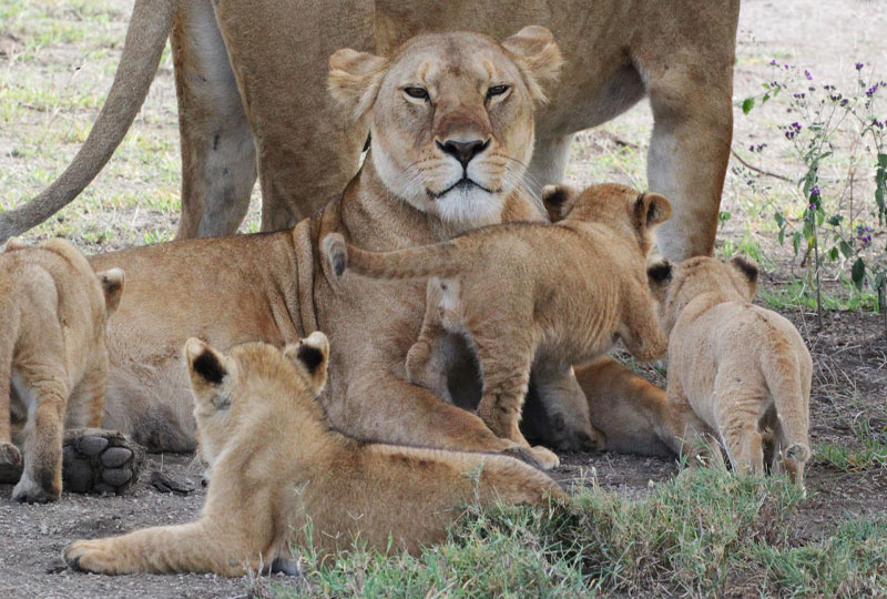 5-Days-Tanzania-Luxury-Safari