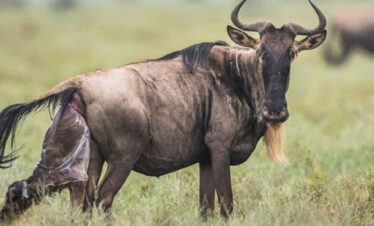 6 Days Serengeti Wildebeest Migration