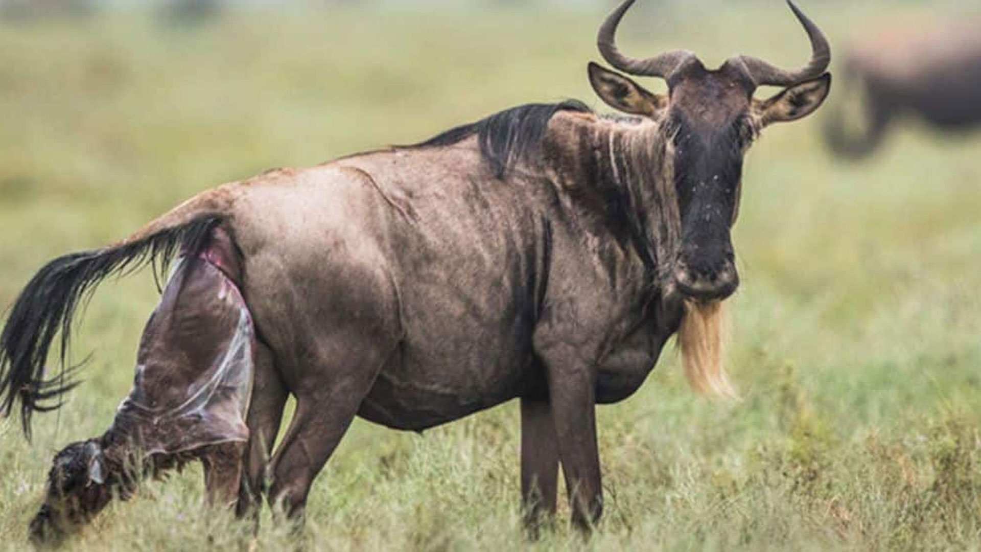 6 Days Serengeti Wildebeest Migration