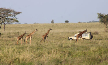 6 Days Serengeti Wildebeest Migration