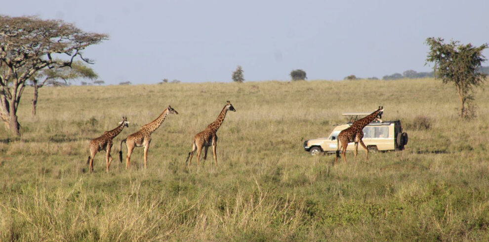 6 Days Serengeti Wildebeest Migration
