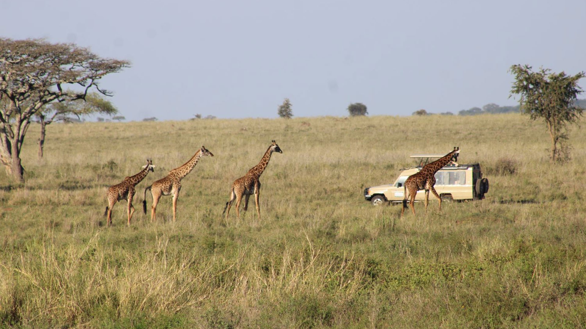 6 Days Serengeti Wildebeest Migration
