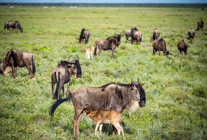 6 Days Serengeti Wildebeest Migration