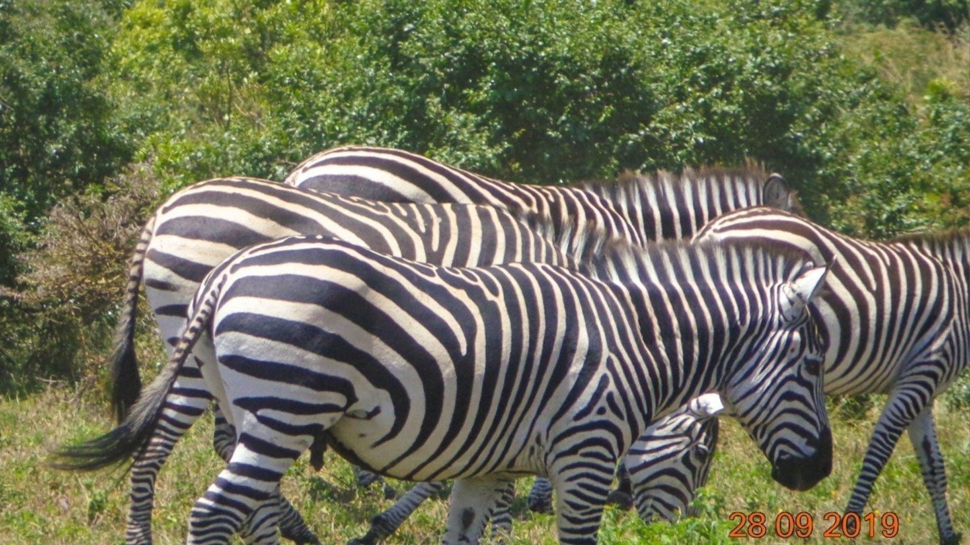 6-Days-Tanzania-Lodge-Safari