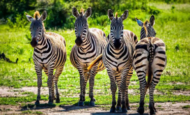 6-Days-Tanzania-Luxury-Safari..