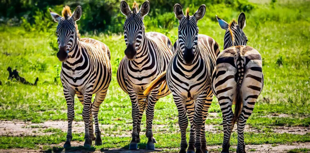 6-Days-Tanzania-Luxury-Safari..