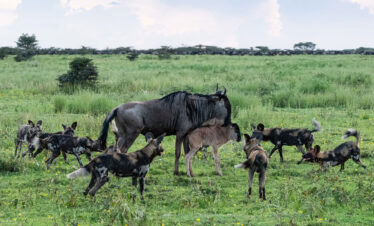 7-Days-Serengeti-Wildebeest-Migration