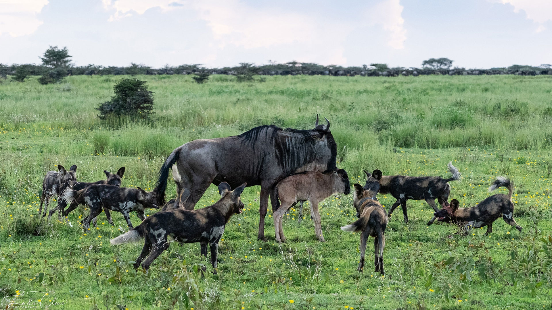 7-Days-Serengeti-Wildebeest-Migration