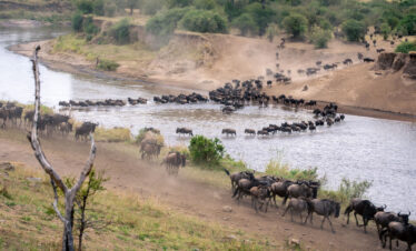 7-Days-Serengeti-Wildebeest-Migration-Safari