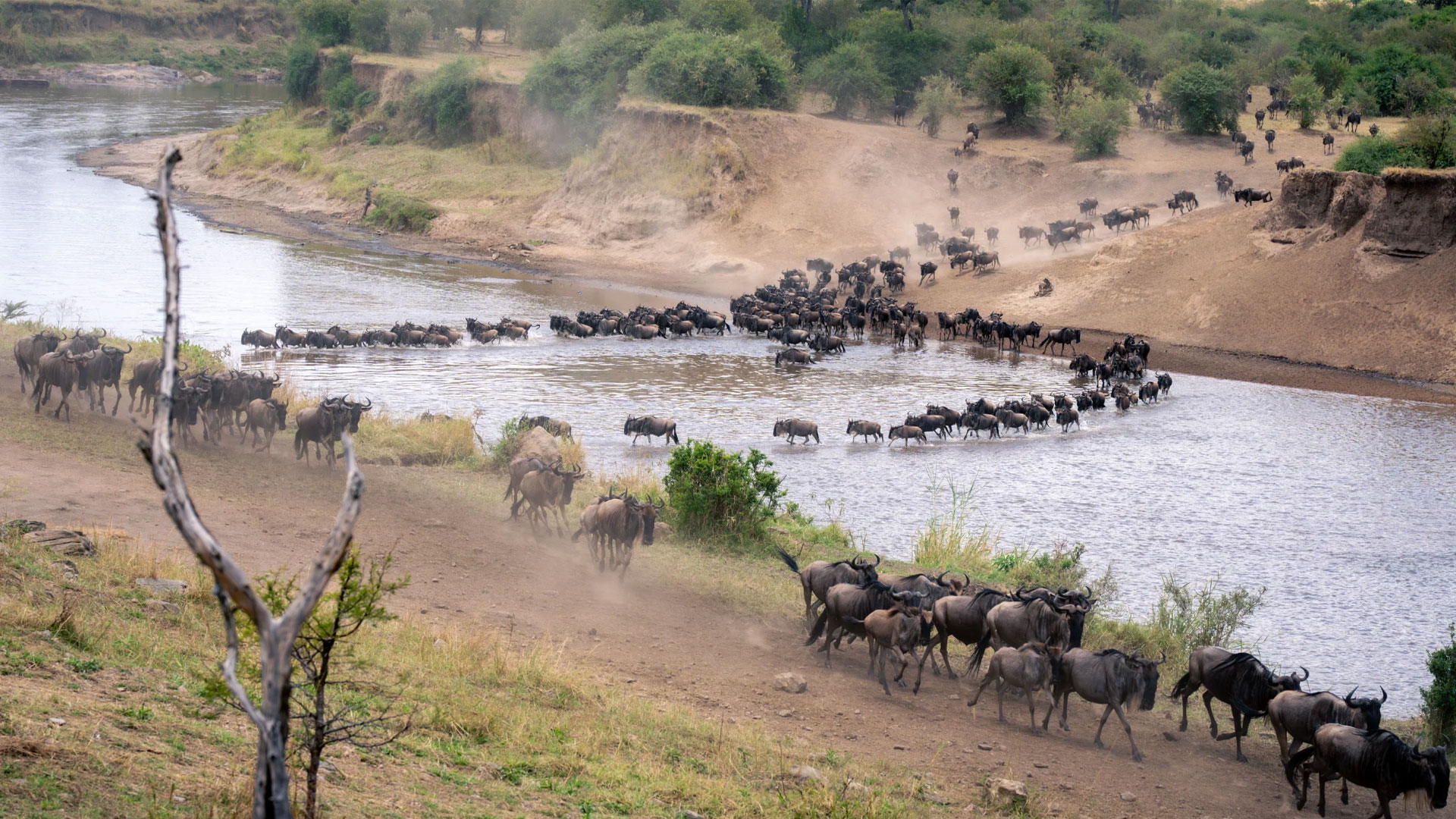 7-Days-Serengeti-Wildebeest-Migration-Safari