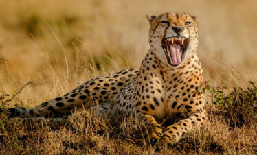 7 Days Tanzania Camping Safari