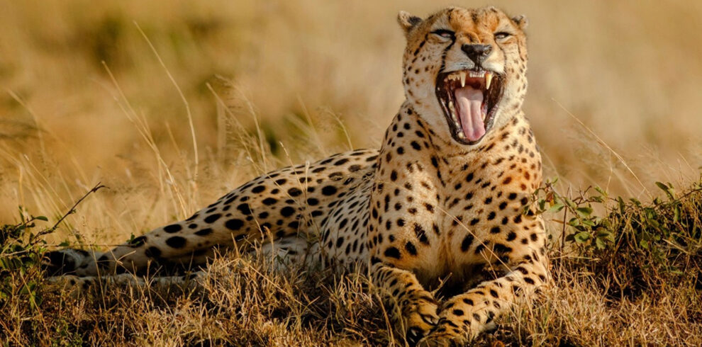 7 Days Tanzania Camping Safari