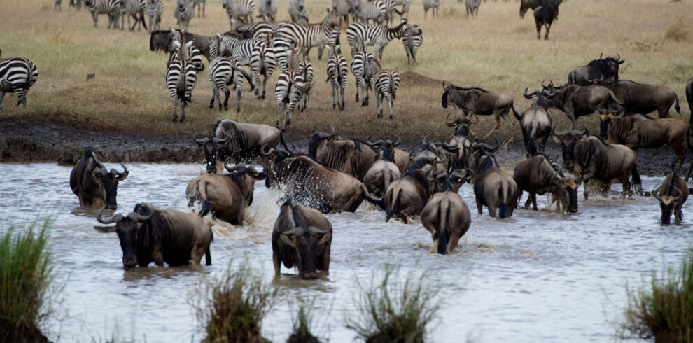 7 Days Tanzania High-End Luxury Safari