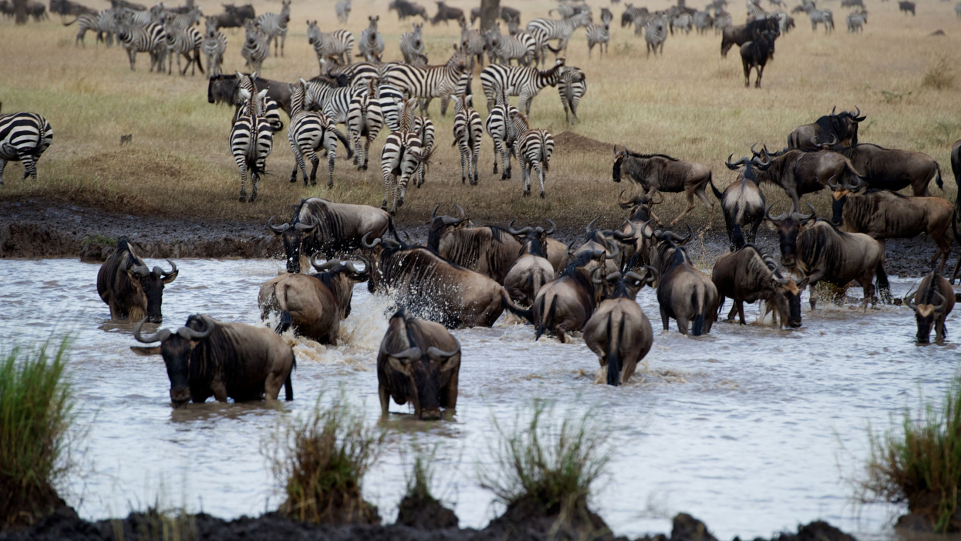 7 Days Tanzania High-End Luxury Safari