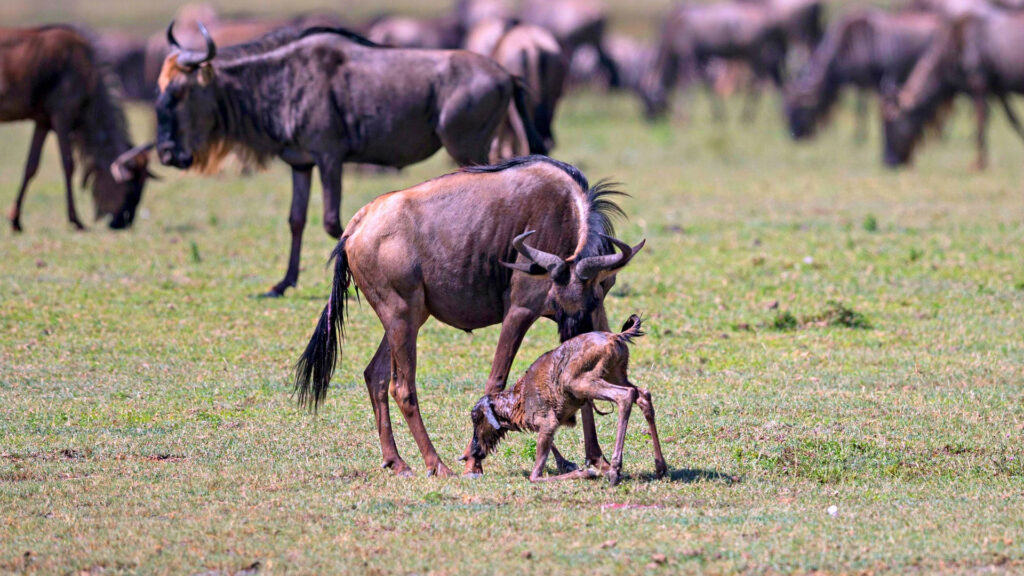 8-Days-Serengeti-Wildebeest-Migration