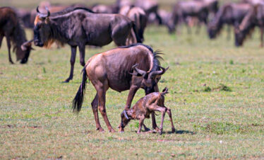8-Days-Serengeti-Wildebeest-Migration