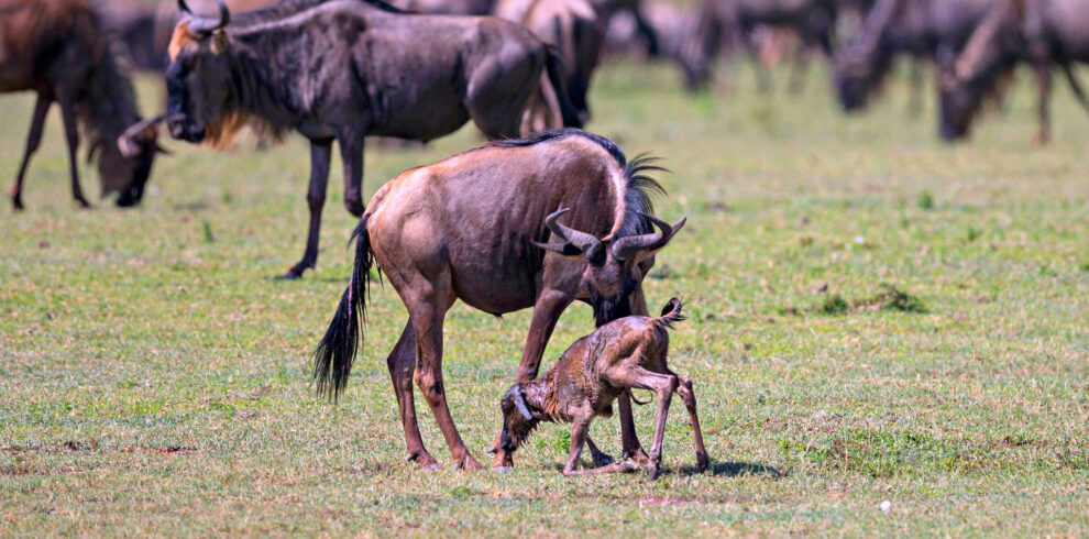 8-Days-Serengeti-Wildebeest-Migration