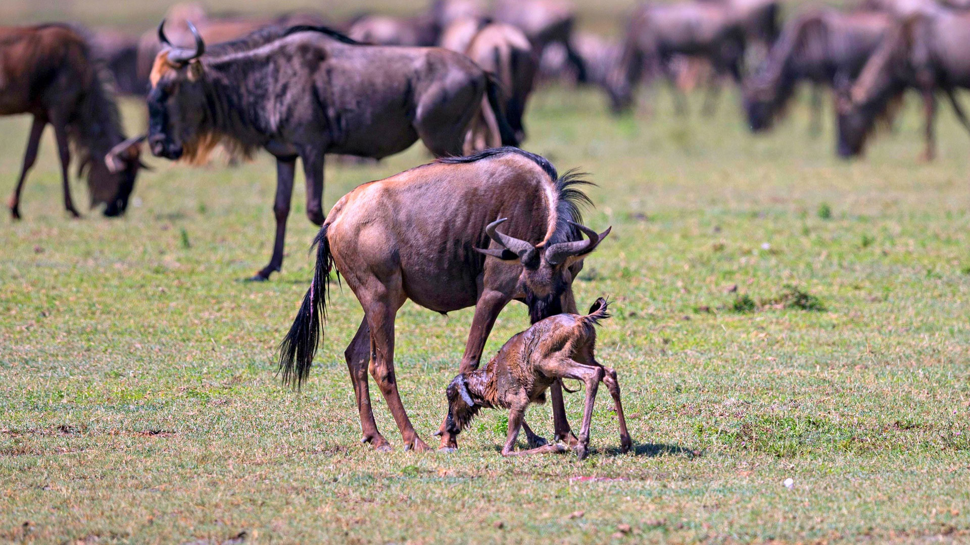 8-Days-Serengeti-Wildebeest-Migration