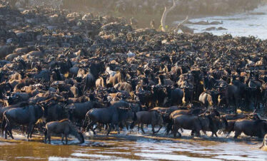 8-Days-Serengeti-Wildebeest-Migration..