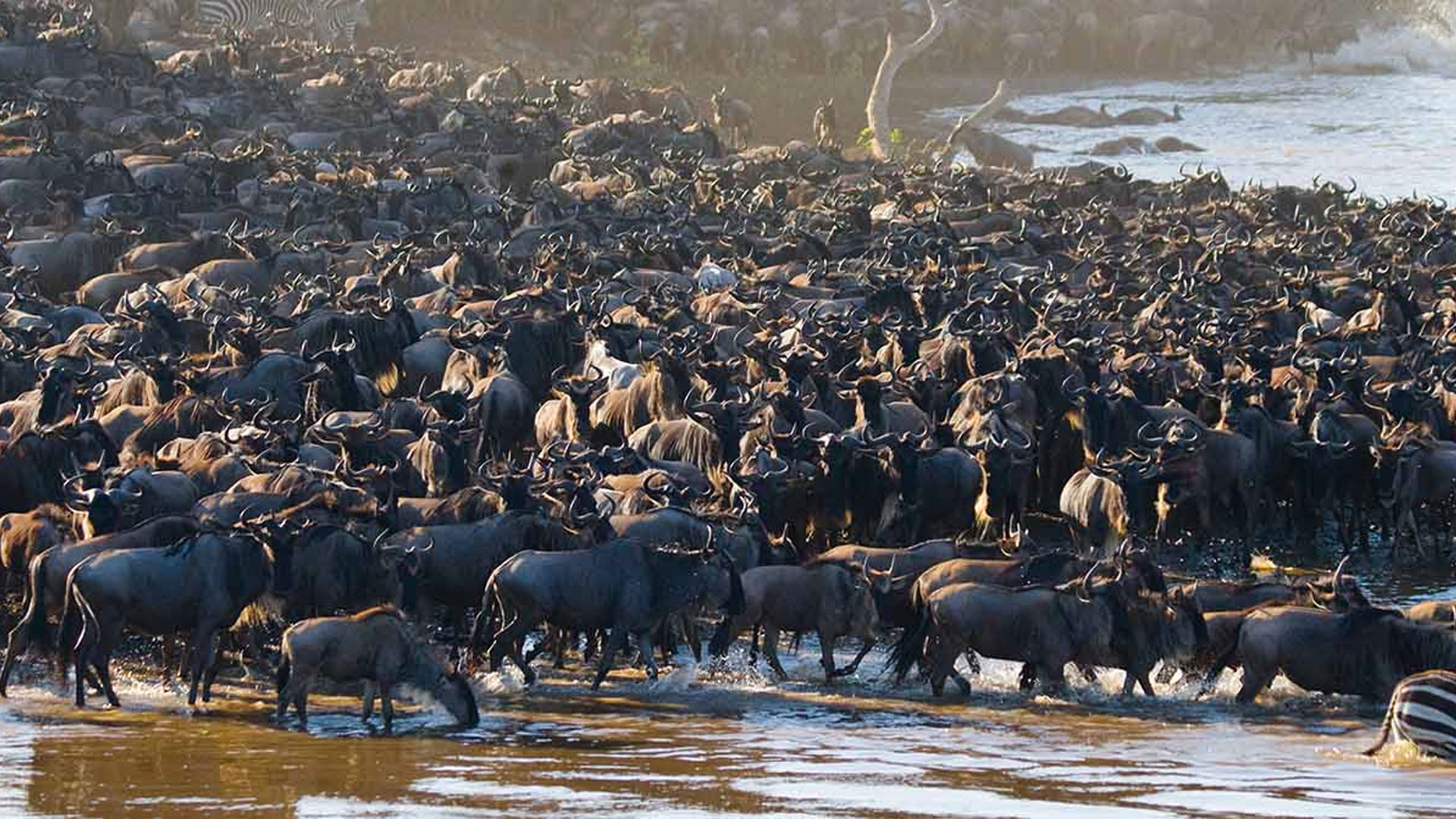 8-Days-Serengeti-Wildebeest-Migration..