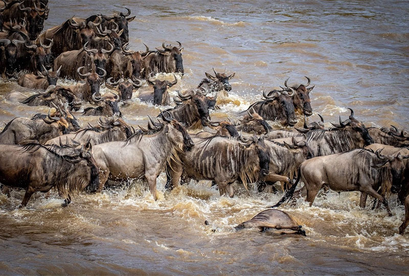 8-Days-Serengeti-Wildebeest-Migration..