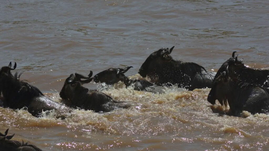 9 Days Serengeti Wildebeest Migration