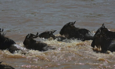 9 Days Serengeti Wildebeest Migration