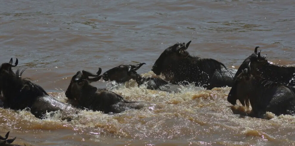 9 Days Serengeti Wildebeest Migration