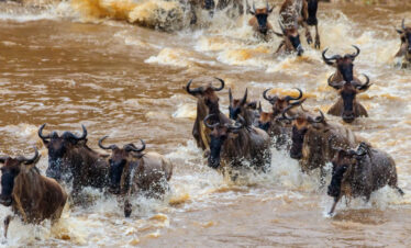 9-Days-Serengeti-Wildebeest-Migration-Safari