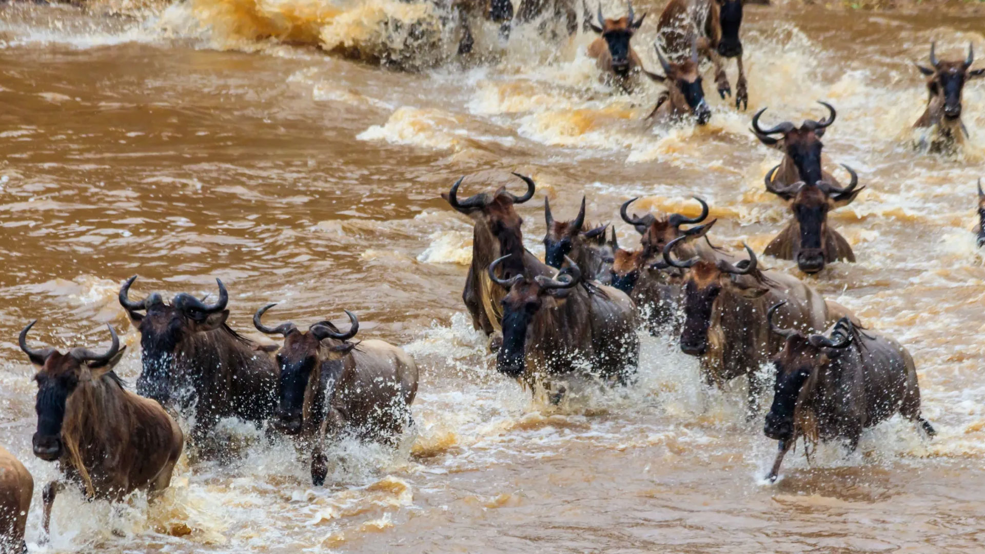 9-Days-Serengeti-Wildebeest-Migration-Safari