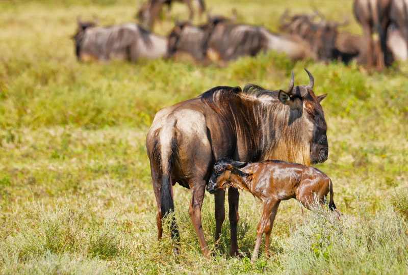 9 Days Serengeti Wildebeest Migration