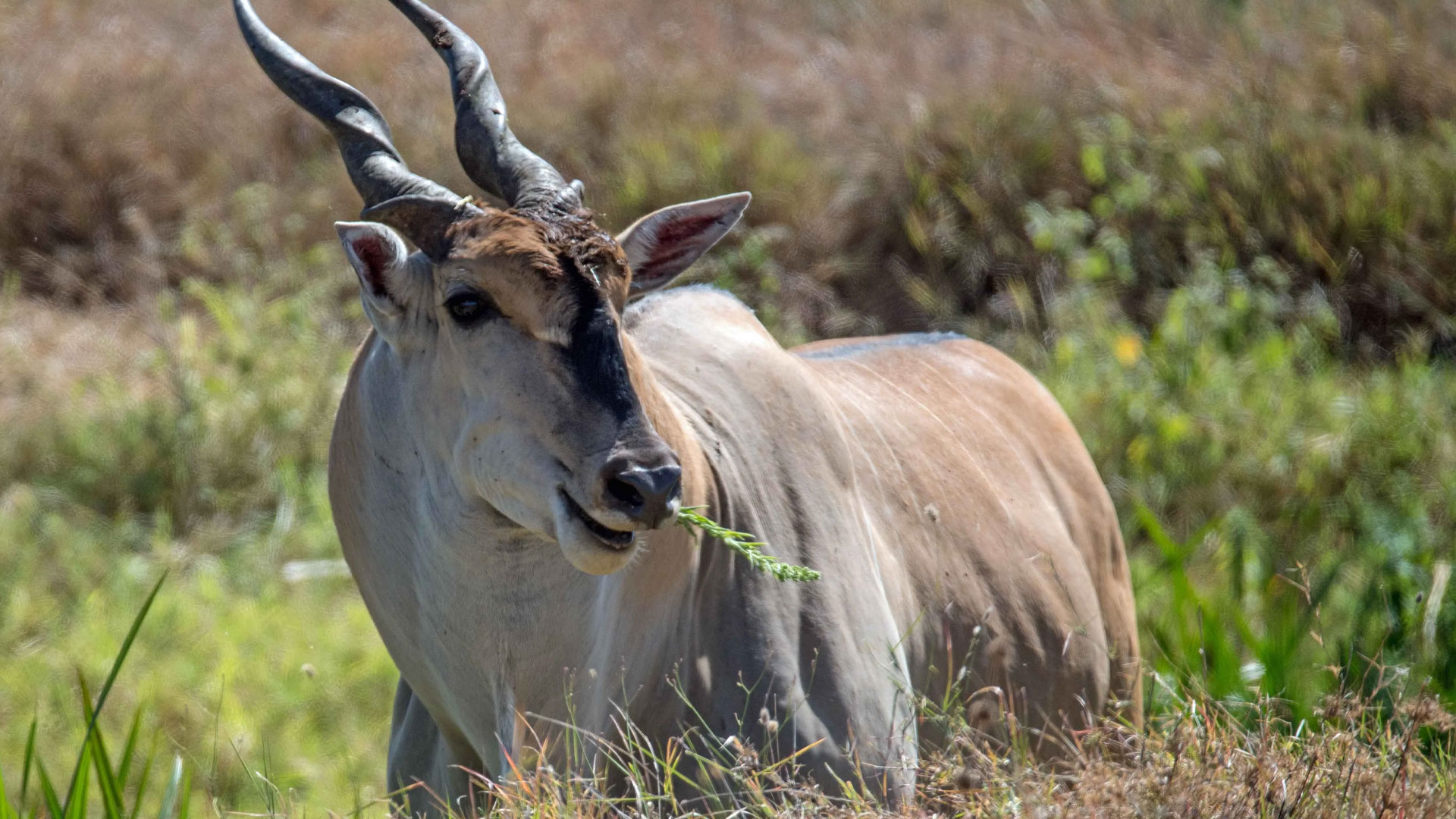 9 Days Tanzania High-End Luxury Safari