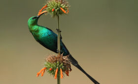 Birdwatching in Kilimanjaro