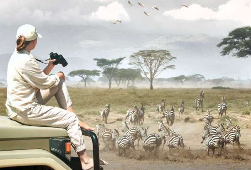 Is Tanzania Vegan-Friendly? Safari Experiences Explained